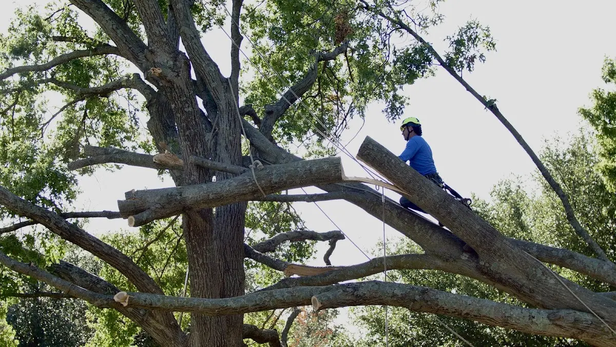 Professional Crown Thinning performed by certified arborists in Spencerville